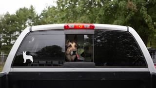 Uber's Making It Easier to Bring Your Pet for the Ride—and Don't You Dare Ruin This for Me